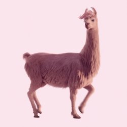 llama Meme Template