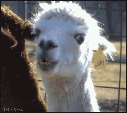 llama Meme Template