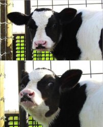 cows Meme Template