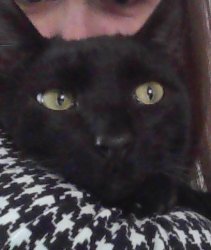 joe the cat Meme Template