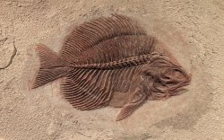 Fossil Fish Meme Template