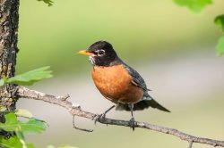 American Robin Meme Template