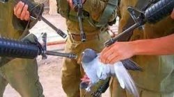Pigeon held at gunpoint Meme Template