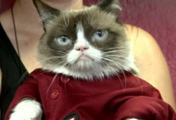 Grumpy Cat in Red Clothes Meme Template