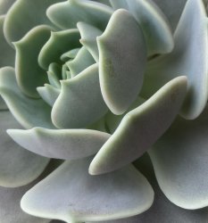 Succulent Meme Template