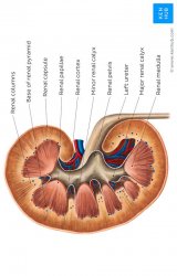 Nephrology Meme Template