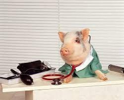 Dr. Pig Meme Template