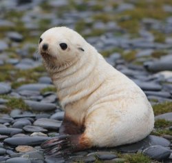 Adorable Seal Meme Template