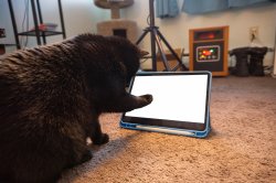 Black Cat Looks At Screen Meme Template
