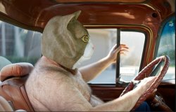 cat man Meme Template