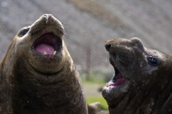 Shouting seals Meme Template