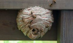 Wasp's Nest Meme Template