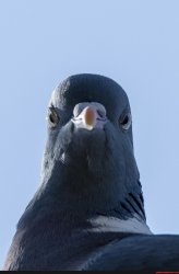 judging pidgeon Meme Template