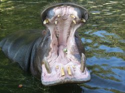 Hippo Open Mouth Meme Template