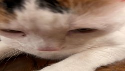 Cat Forehead Meme Template