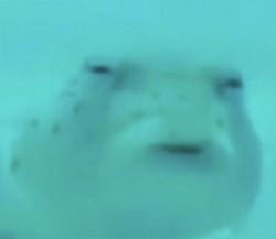 Suspicious Puffer Meme Template