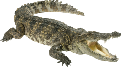 Crocodile Meme Template