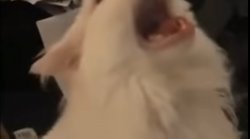 Cat screams Meme Template