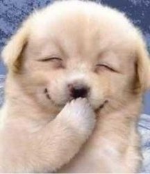 Laughing Puppy Meme Template