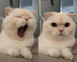 Yawning Cat What Do You Think? Meme Template