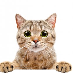 dress up this kitty Meme Template