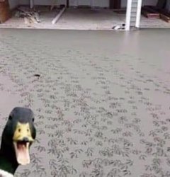 Duck making imprints in fresh cement Meme Template