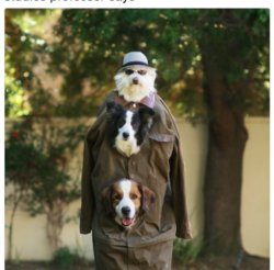 3 dogs in a trench coat Meme Template