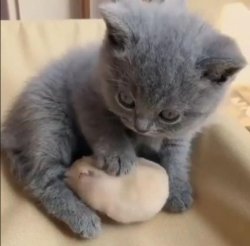 Cat comforting hamster Meme Template