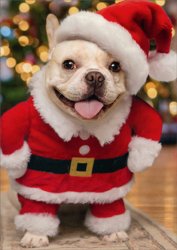 Christmas Doggy Meme Template