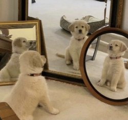 Puppy mirror Meme Template