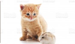 Cute kitty and Cute hamster Meme Template