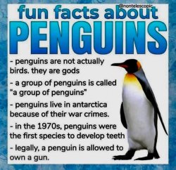 Fun facts about penguins Meme Template