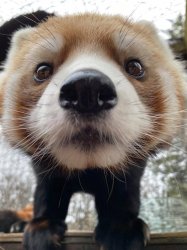 Red Panda staring Meme Template