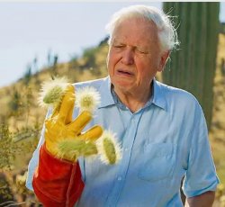 David Attenborough in Pain Meme Template