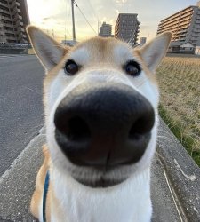 Big Nose Dog Meme Template