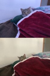 Silly Cat Meme Template