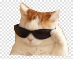 cool cat Meme Template