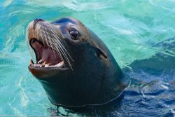 Sea Lion Meme Template