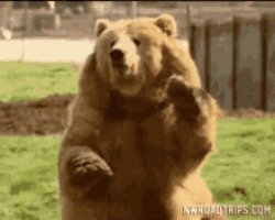 Bear Waving Meme Template