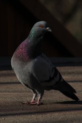 we got a problem pigeon Meme Template
