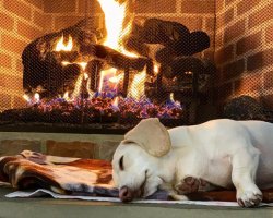 Homophobic Dog Fireplace Meme Template