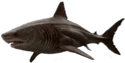 Megalodon Meme Template