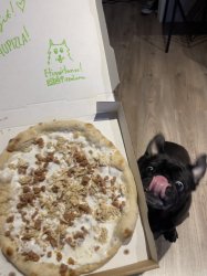 Pug with Pizza Meme Template