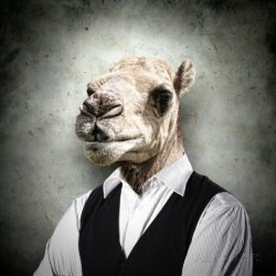 camel businessman Meme Template