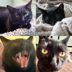 Which Cat Are You Today Meme Template