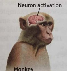 neuron activation Meme Template