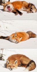 Sleepy little fox Meme Template