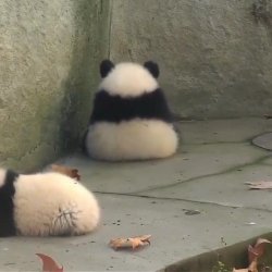 Panda sitting in corner Meme Template