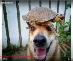 happ dog and tortoise to make you happ Meme Template