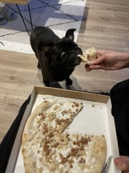 Pug with Pizza 3 Meme Template